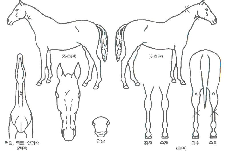 ������ ����,���,�޸�,�λ�,�ٸ��� Ư¡����