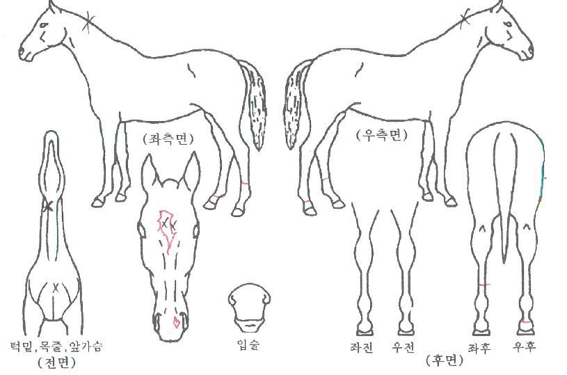 �Ｚ�����̵��� ����,���,�޸�,�λ�,�ٸ��� Ư¡����