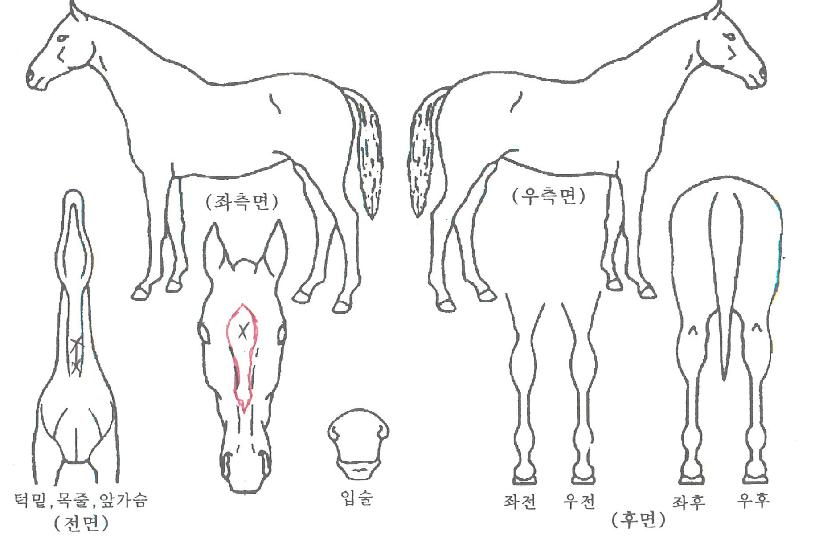 ��������̵��� ����,���,�޸�,�λ�,�ٸ��� Ư¡����