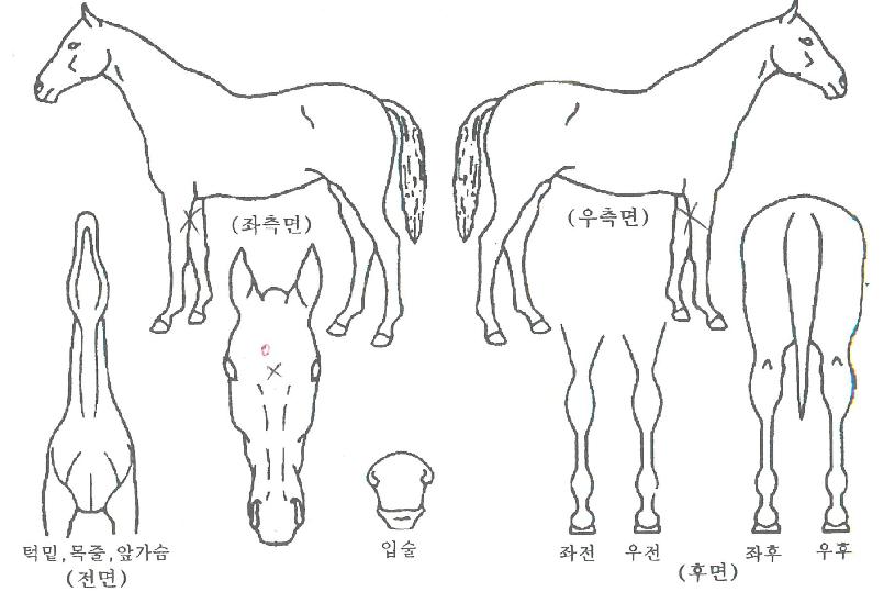 ÇÏÀÌÆÛ·çÇÁÀÇ Ãø¸é,¿ì¸é,µÞ¸é,µÎ»ó,´Ù¸®ÀÇ Æ¯Â¡µµÇØ