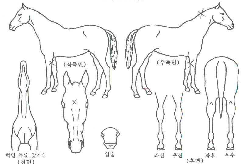 ÇѾ󴩸®ÀÇ Ãø¸é,¿ì¸é,µÞ¸é,µÎ»ó,´Ù¸®ÀÇ Æ¯Â¡µµÇØ