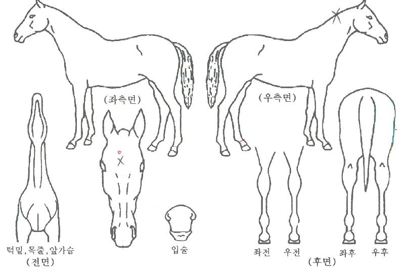 ����γ�Ʈ�� ����,���,�޸�,�λ�,�ٸ��� Ư¡����