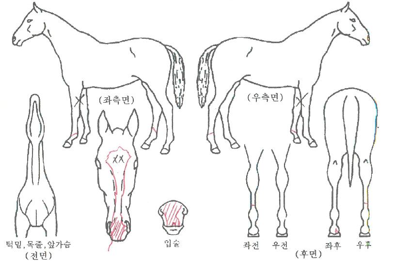 Àå»êÆÄ¿öÀÇ Ãø¸é,¿ì¸é,µÞ¸é,µÎ»ó,´Ù¸®ÀÇ Æ¯Â¡µµÇØ