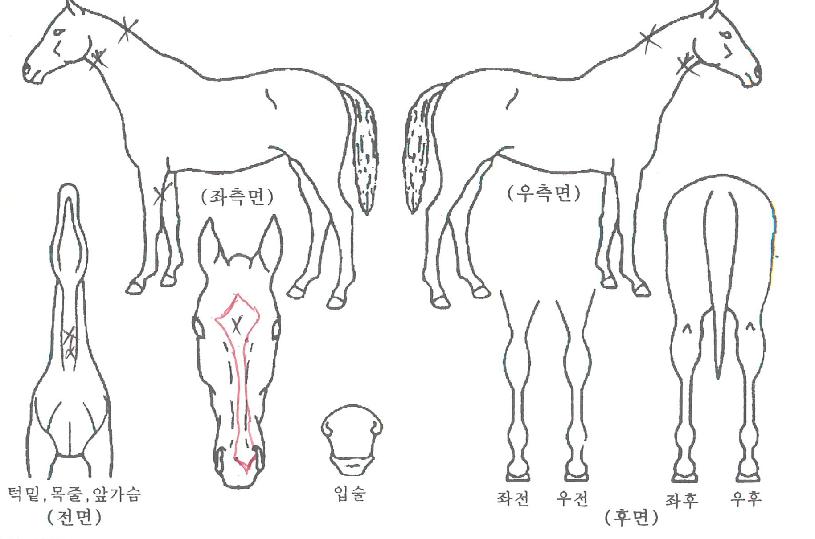 Ŭ¸°¾÷µå¸²ÀÇ Ãø¸é,¿ì¸é,µÞ¸é,µÎ»ó,´Ù¸®ÀÇ Æ¯Â¡µµÇØ