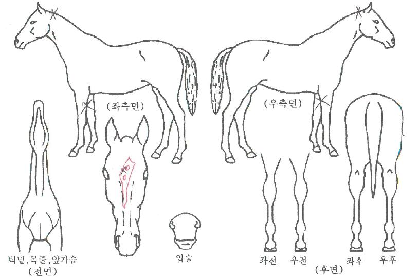 ÇÎÅ©ºí·çÀÇ Ãø¸é,¿ì¸é,µÞ¸é,µÎ»ó,´Ù¸®ÀÇ Æ¯Â¡µµÇØ