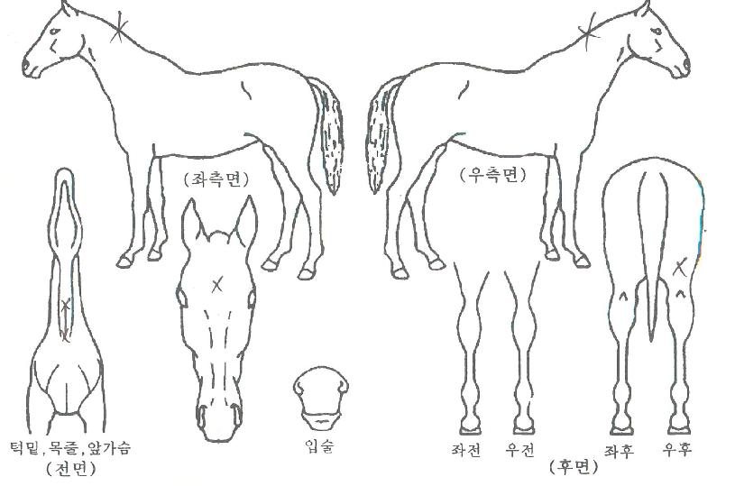 ·Î¿¿¡À̽ºÀÇ Ãø¸é,¿ì¸é,µÞ¸é,µÎ»ó,´Ù¸®ÀÇ Æ¯Â¡µµÇØ