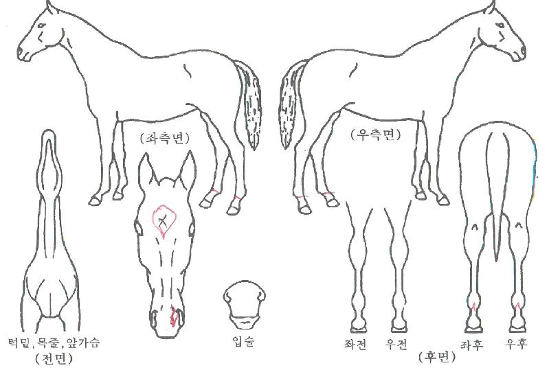 ½ÅÈïÆÐ¹Ð¸®ÀÇ Ãø¸é,¿ì¸é,µÞ¸é,µÎ»ó,´Ù¸®ÀÇ Æ¯Â¡µµÇØ