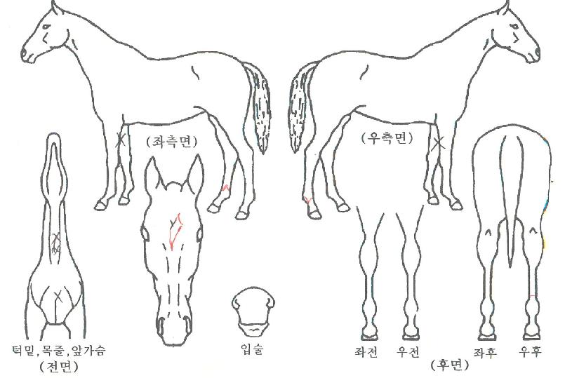 �ϵ�������Ͻ��ڸ��� ����,���,�޸�,�λ�,�ٸ��� Ư¡����