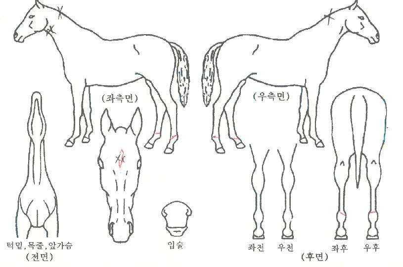 ����Ʈ�������� ����,���,�޸�,�λ�,�ٸ��� Ư¡����