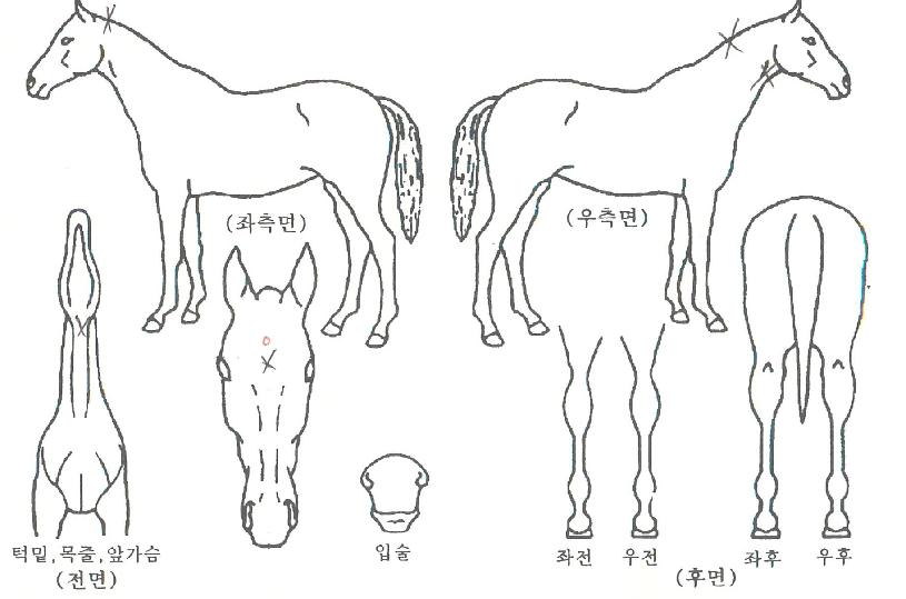 ÇÞºûÂù¶õÀÚ¸¶ÀÇ Ãø¸é,¿ì¸é,µÞ¸é,µÎ»ó,´Ù¸®ÀÇ Æ¯Â¡µµÇØ