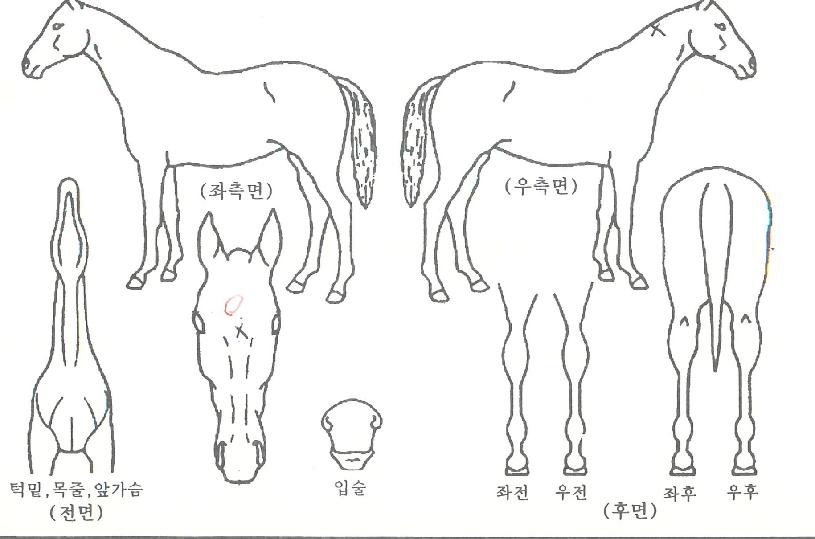 Ʈ����������� ����,���,�޸�,�λ�,�ٸ��� Ư¡����