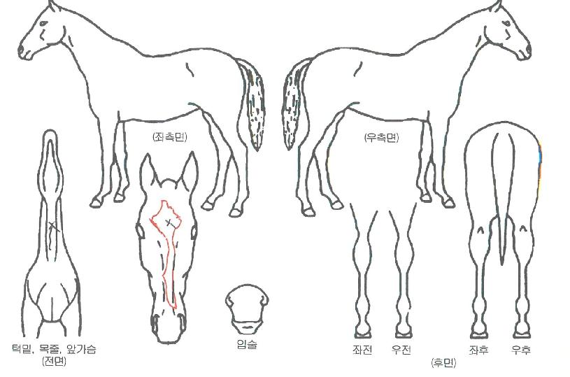 �ź��������� ����,���,�޸�,�λ�,�ٸ��� Ư¡����