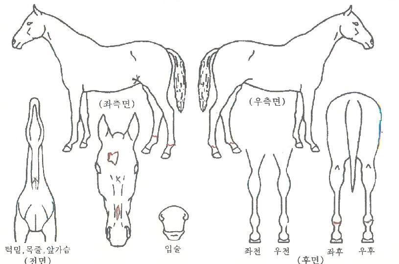 ¿ì¸®±â»ÝÀÇ Ãø¸é,¿ì¸é,µÞ¸é,µÎ»ó,´Ù¸®ÀÇ Æ¯Â¡µµÇØ