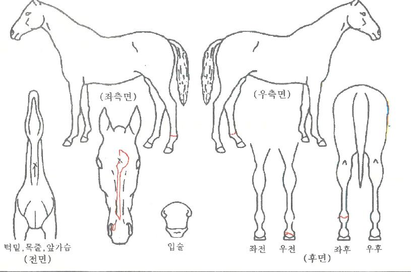 ��ٺ��丮�� ����,���,�޸�,�λ�,�ٸ��� Ư¡����