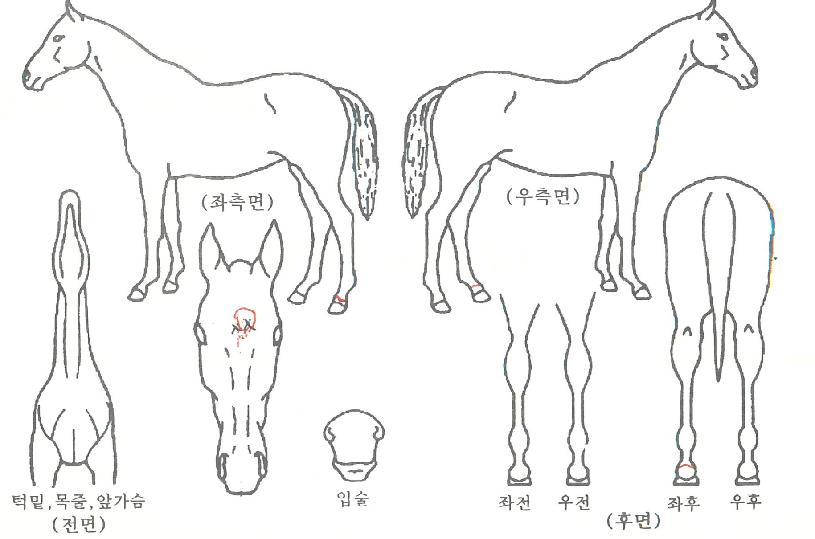 �Ƶ�������� ����,���,�޸�,�λ�,�ٸ��� Ư¡����