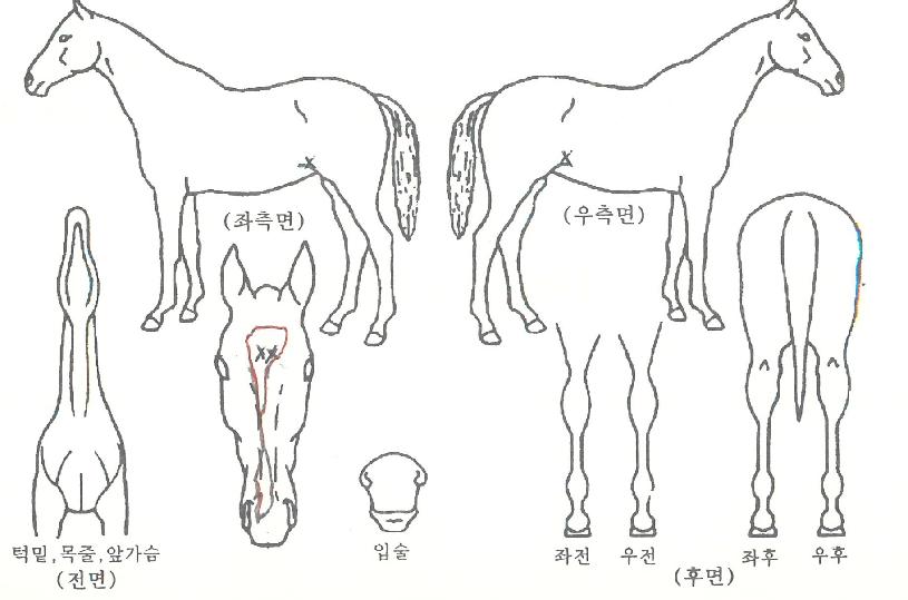 Çà¿î¸Ó´ÏÀÇ Ãø¸é,¿ì¸é,µÞ¸é,µÎ»ó,´Ù¸®ÀÇ Æ¯Â¡µµÇØ