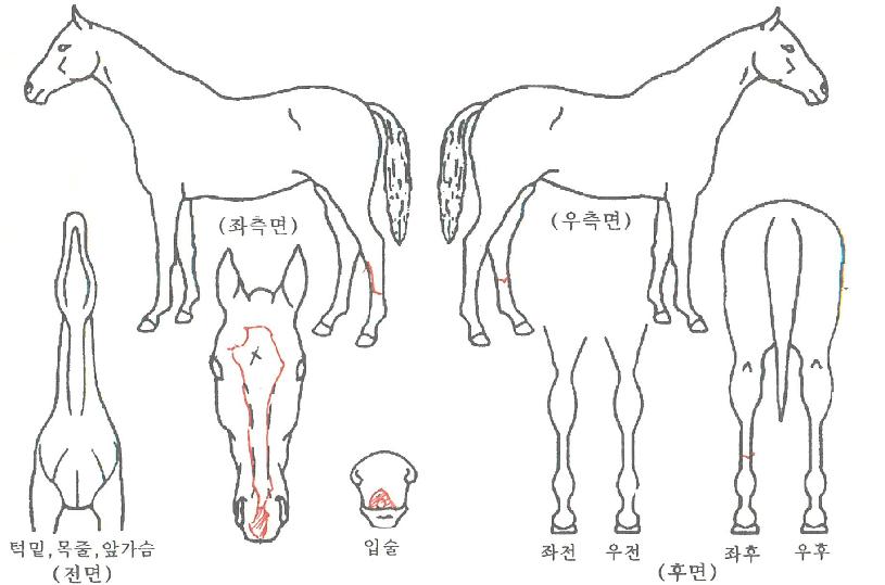 �������ο��� ����,���,�޸�,�λ�,�ٸ��� Ư¡����