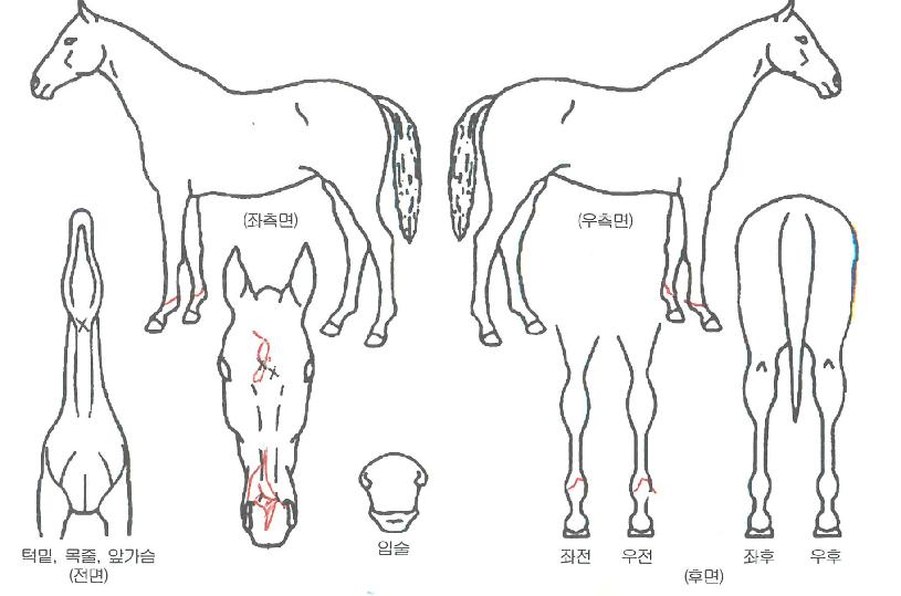 ������屺�� ����,���,�޸�,�λ�,�ٸ��� Ư¡����