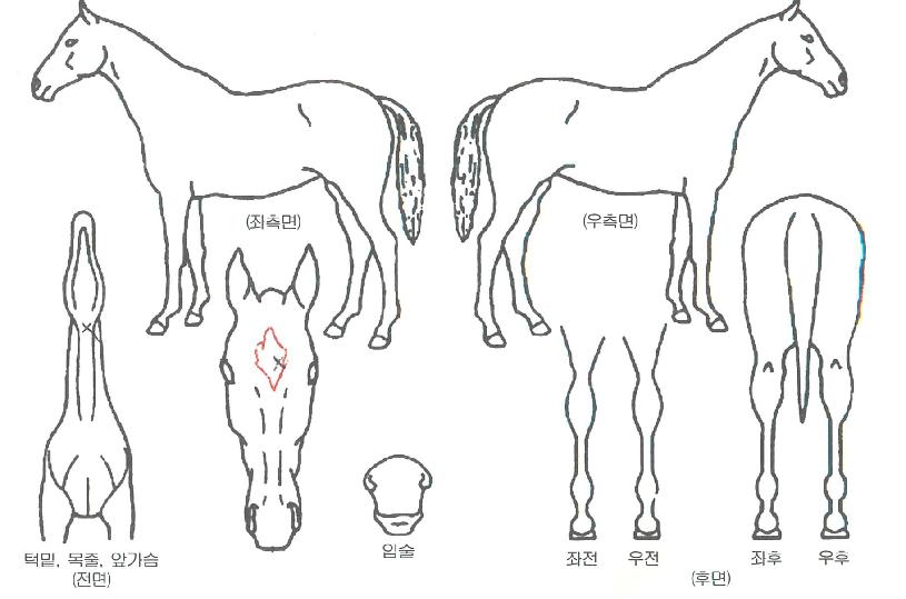 µô·¯½ºµå¸²ÀÚ¸¶ÀÇ Ãø¸é,¿ì¸é,µÞ¸é,µÎ»ó,´Ù¸®ÀÇ Æ¯Â¡µµÇØ