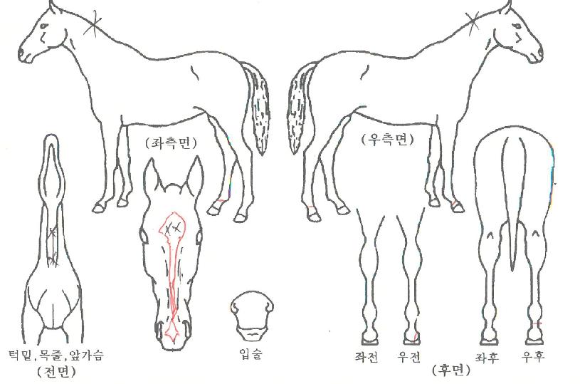 ¸Þ°¡È÷Æ®ÀÇ Ãø¸é,¿ì¸é,µÞ¸é,µÎ»ó,´Ù¸®ÀÇ Æ¯Â¡µµÇØ
