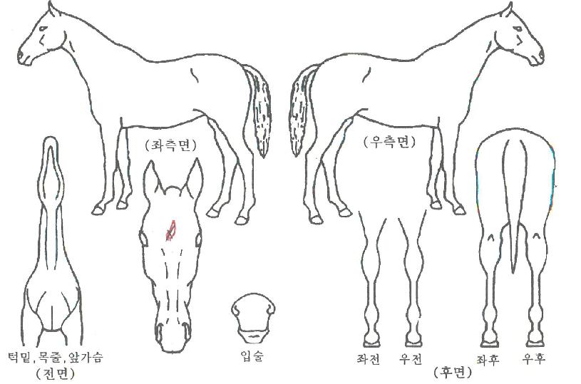 ������ü�� ����,���,�޸�,�λ�,�ٸ��� Ư¡����