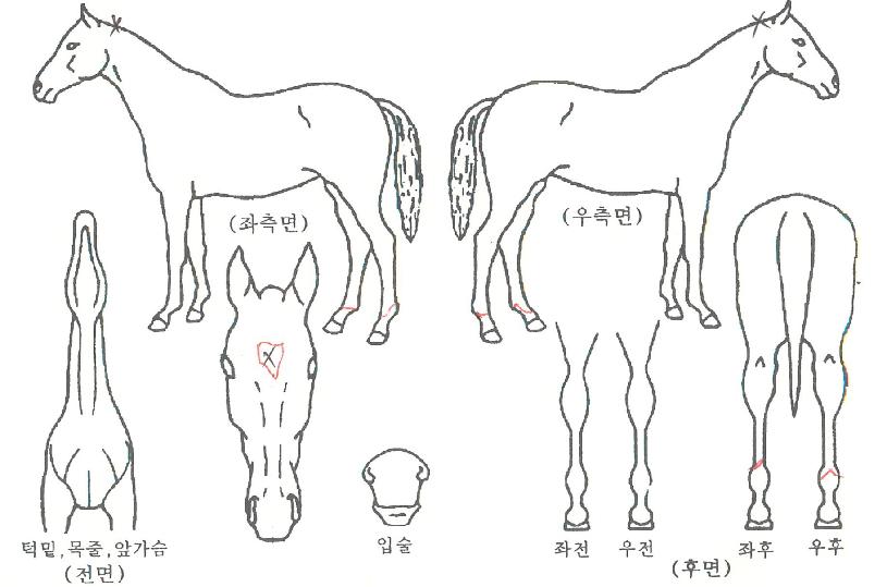 ��ȣ���彺Ÿ�� ����,���,�޸�,�λ�,�ٸ��� Ư¡����