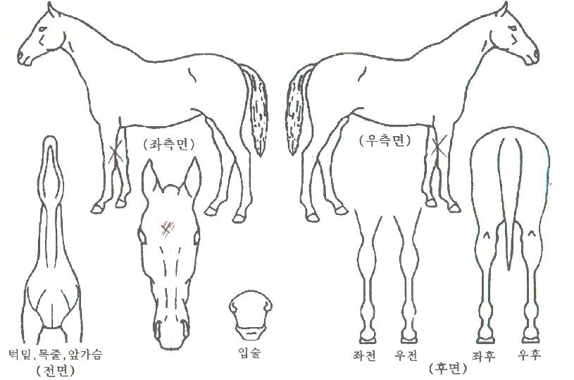 ½Â¸®½Ã´ëÀÇ Ãø¸é,¿ì¸é,µÞ¸é,µÎ»ó,´Ù¸®ÀÇ Æ¯Â¡µµÇØ