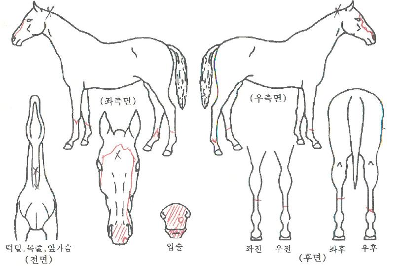 È·ÁÇѲÞÀÚ¸¶ÀÇ Ãø¸é,¿ì¸é,µÞ¸é,µÎ»ó,´Ù¸®ÀÇ Æ¯Â¡µµÇØ
