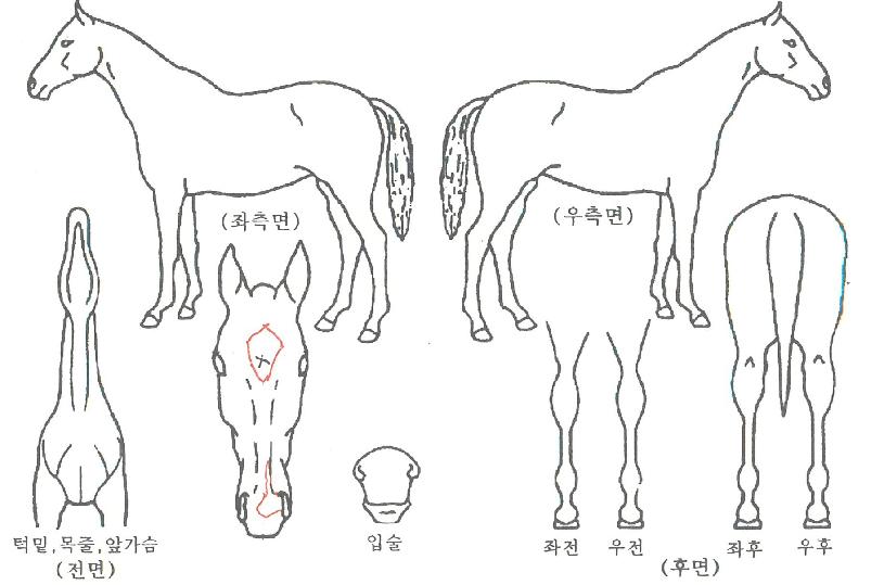 ½ºÄ«ÀÌ¿£Á©ÀÚ¸¶ÀÇ Ãø¸é,¿ì¸é,µÞ¸é,µÎ»ó,´Ù¸®ÀÇ Æ¯Â¡µµÇØ