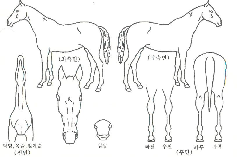Àý´ëÁöÁÖÀÇ Ãø¸é,¿ì¸é,µÞ¸é,µÎ»ó,´Ù¸®ÀÇ Æ¯Â¡µµÇØ