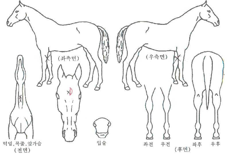 ¾÷ÅÛÆ÷ÀÇ Ãø¸é,¿ì¸é,µÞ¸é,µÎ»ó,´Ù¸®ÀÇ Æ¯Â¡µµÇØ