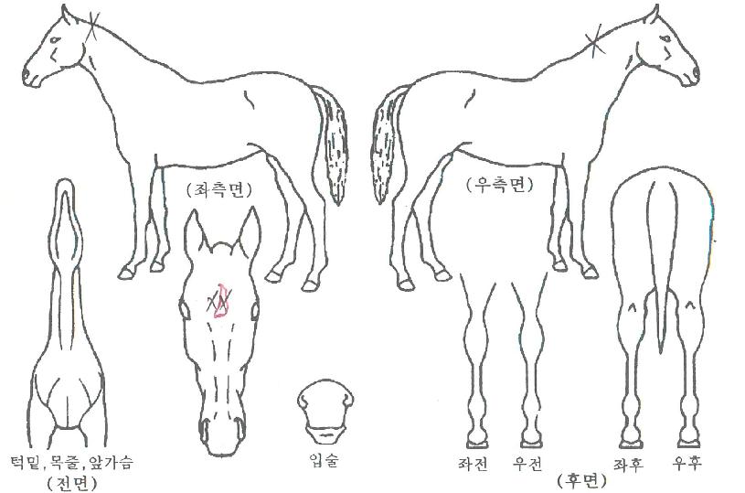 ��ö���� ����,���,�޸�,�λ�,�ٸ��� Ư¡����