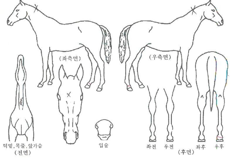 ¿¡Áö¿ÀºêÀ§³ÊÀÇ Ãø¸é,¿ì¸é,µÞ¸é,µÎ»ó,´Ù¸®ÀÇ Æ¯Â¡µµÇØ