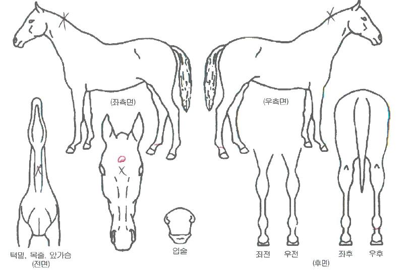 ��ī������ ����,���,�޸�,�λ�,�ٸ��� Ư¡����