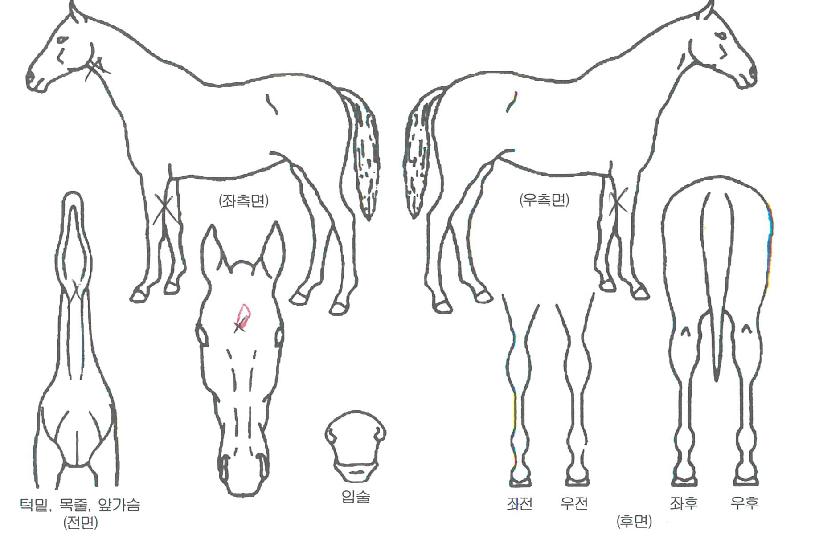 ������Ʈ����Ʈ�ڸ��� ����,���,�޸�,�λ�,�ٸ��� Ư¡����