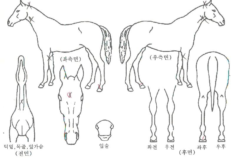 ¸¶ÀÌ´õ½ºÄ¡ÇÁÀÇ Ãø¸é,¿ì¸é,µÞ¸é,µÎ»ó,´Ù¸®ÀÇ Æ¯Â¡µµÇØ