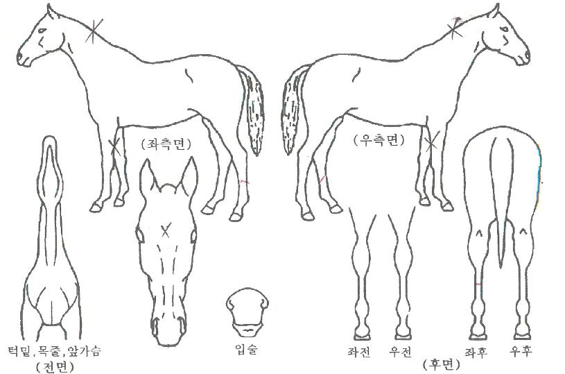 �����Ŀ�ڸ��� ����,���,�޸�,�λ�,�ٸ��� Ư¡����