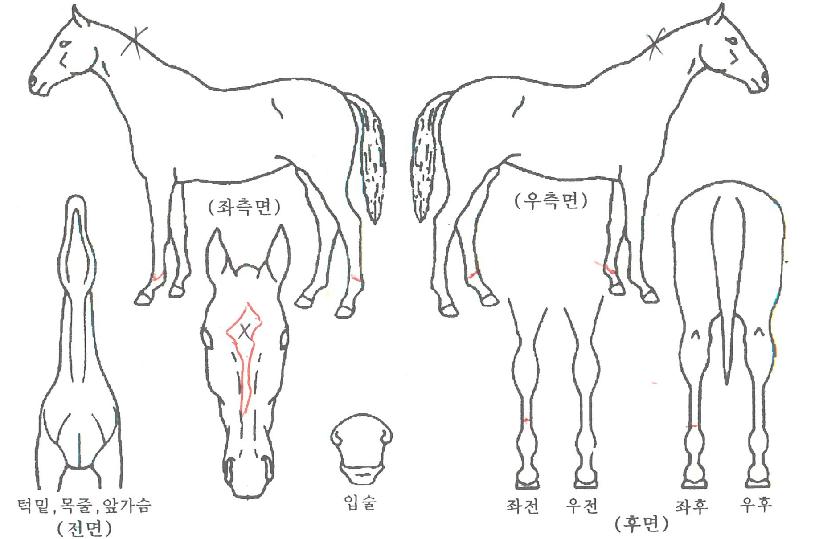 ���̾�Ʈ������ ����,���,�޸�,�λ�,�ٸ��� Ư¡����