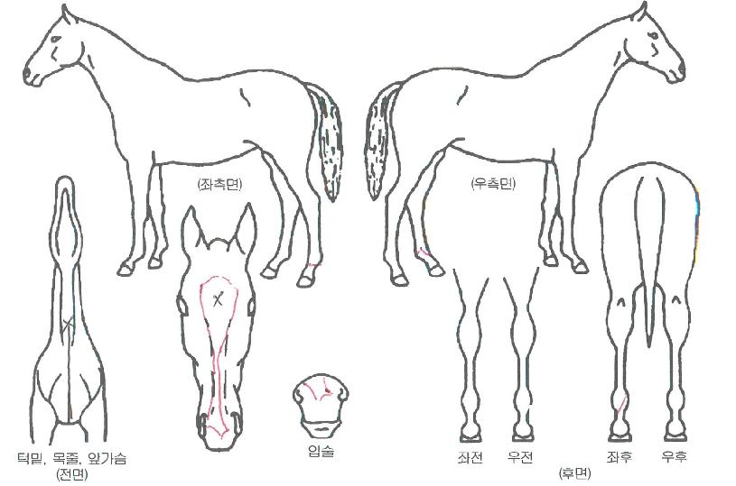 �ؿ�뿩���� ����,���,�޸�,�λ�,�ٸ��� Ư¡����