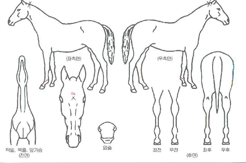 ´º¿ÍÀÌÆÄÀÌÀÇ Ãø¸é,¿ì¸é,µÞ¸é,µÎ»ó,´Ù¸®ÀÇ Æ¯Â¡µµÇØ