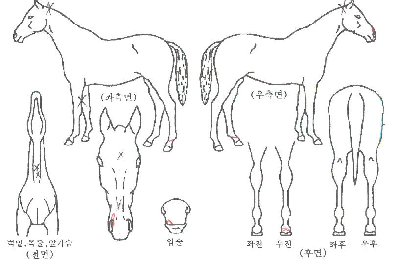 »þÀÌ´ÏÀÇ Ãø¸é,¿ì¸é,µÞ¸é,µÎ»ó,´Ù¸®ÀÇ Æ¯Â¡µµÇØ