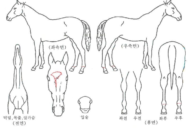 ·Î¿ºê·ÐÁîÀÇ Ãø¸é,¿ì¸é,µÞ¸é,µÎ»ó,´Ù¸®ÀÇ Æ¯Â¡µµÇØ