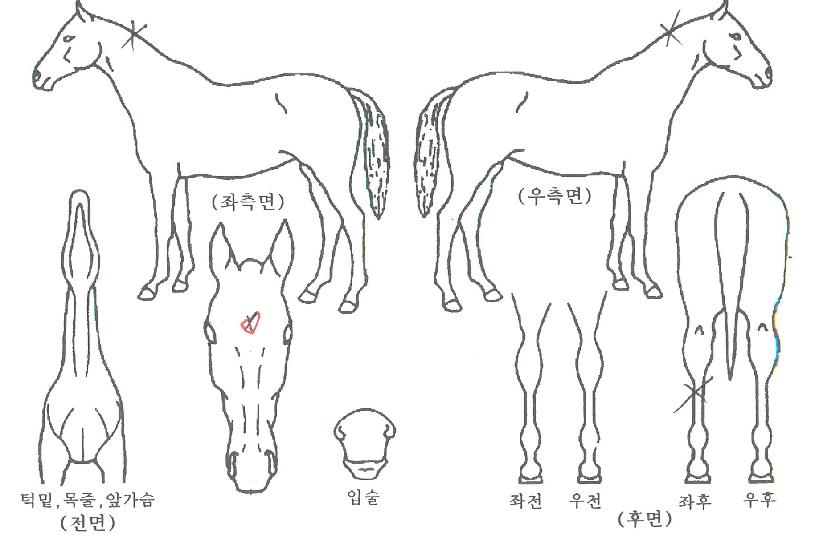 �����ʽ��� ����,���,�޸�,�λ�,�ٸ��� Ư¡����