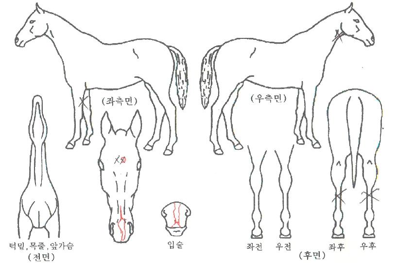 Å¥Çǵå´ÚÅÍÀÇ Ãø¸é,¿ì¸é,µÞ¸é,µÎ»ó,´Ù¸®ÀÇ Æ¯Â¡µµÇØ