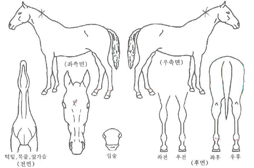 Áö°øºÒÆÐÀÇ Ãø¸é,¿ì¸é,µÞ¸é,µÎ»ó,´Ù¸®ÀÇ Æ¯Â¡µµÇØ