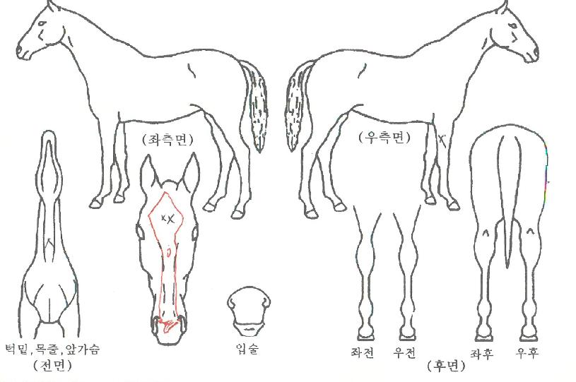 õ³âµð¾îÀÇ Ãø¸é,¿ì¸é,µÞ¸é,µÎ»ó,´Ù¸®ÀÇ Æ¯Â¡µµÇØ