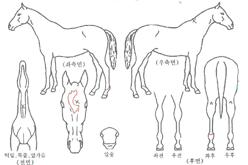 �޴����� ����,���,�޸�,�λ�,�ٸ��� Ư¡����