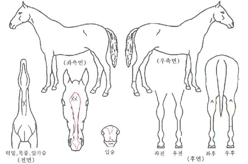 ���۾׼��� ����,���,�޸�,�λ�,�ٸ��� Ư¡����