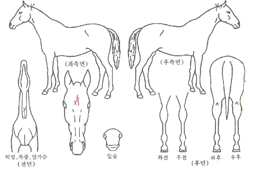 ����ڵ������� ����,���,�޸�,�λ�,�ٸ��� Ư¡����