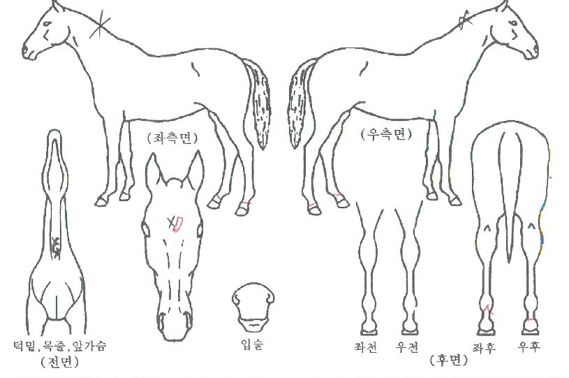 ���Ѹ��ڸ��� ����,���,�޸�,�λ�,�ٸ��� Ư¡����